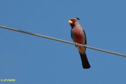 Cardinal pyrrhuloxia